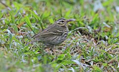 Olive-backed Pipit